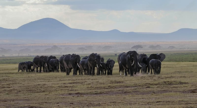 Elephants in the wild